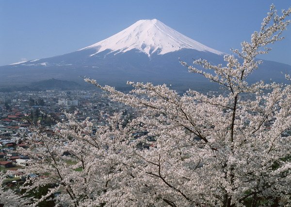 サクラと富士山.jpg