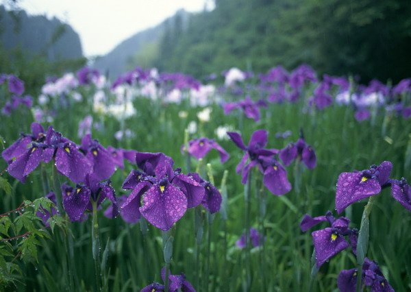 ハナショウブ（花菖蒲）-宮崎縣西都市(6月).jpg