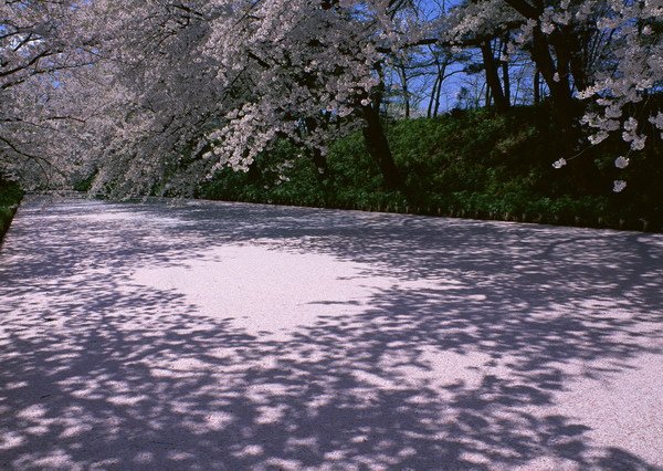 サクラ並木-青森縣弘前市　弘前城跡(5月).jpg