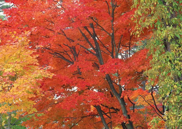 紅葉-福島縣耶麻郡北鹽原村　裏磐梯(10月).jpg