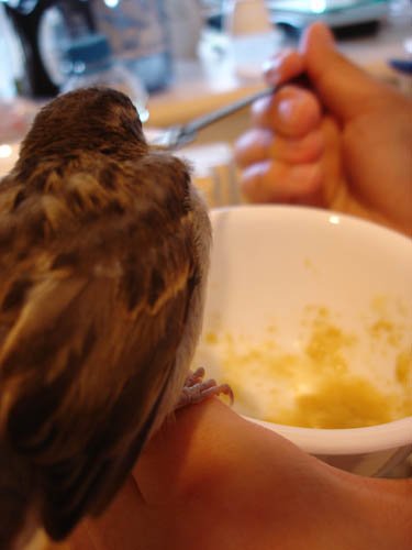 像食物飛撲