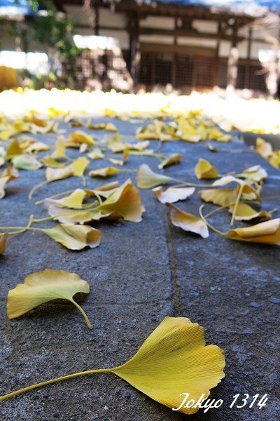 131229圓覺寺17.jpg