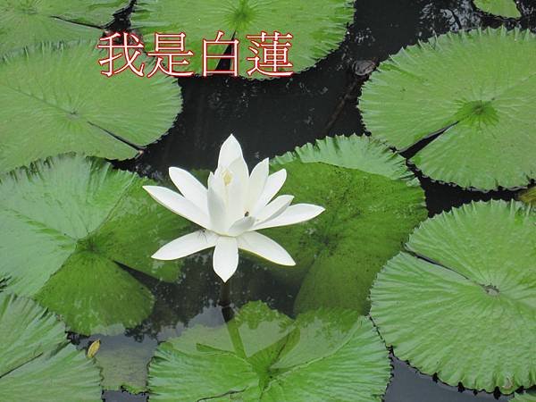 IMG_0175.JPG