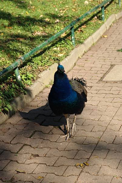 DSC_0515.jpg