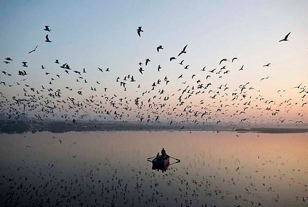 flying-birds-shutterstock_1