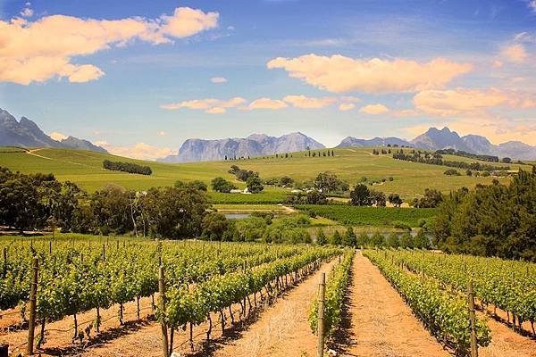 Kapstaden.-Stellenbosch-Vineyard