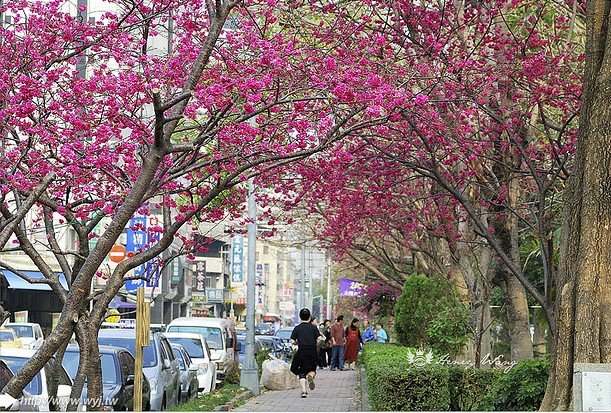 太原路綠園道