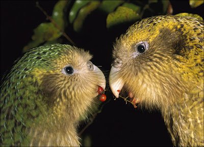 鴞鸚鵡 kakapo