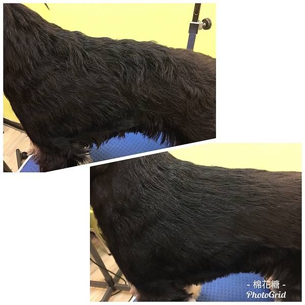 想瞭解雪納瑞的皮膚與毛髮問題怎麼辦? 那就來養隻雪納瑞吧!