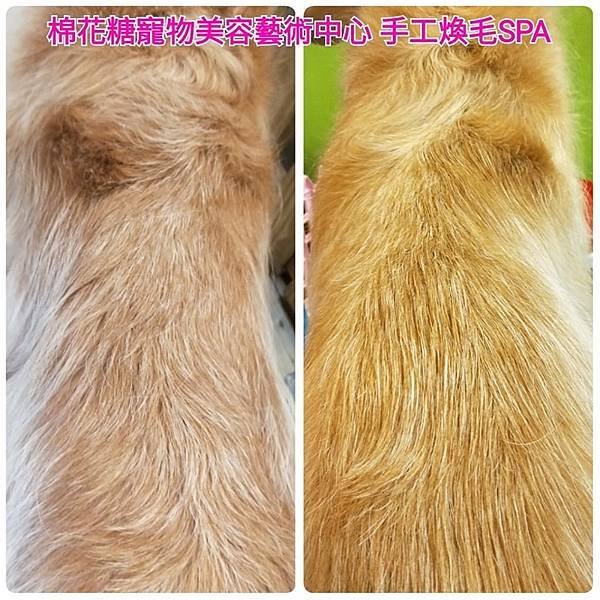 棉花糖2019週年慶全記錄