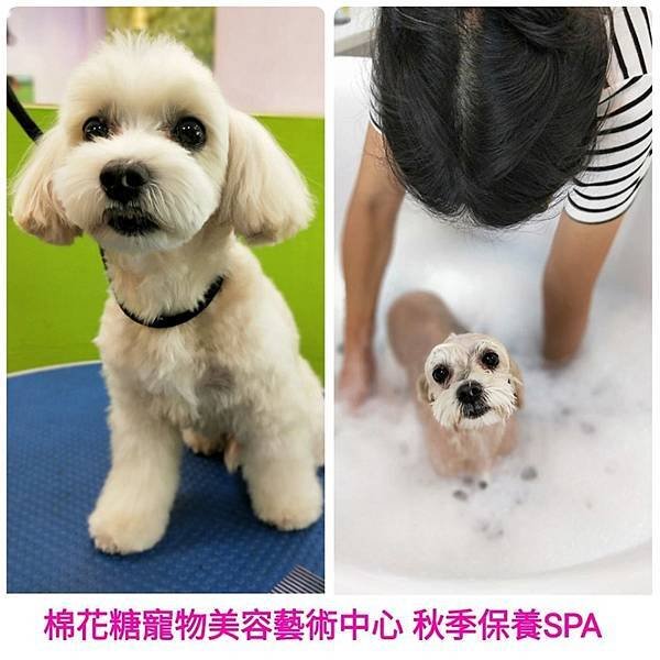 棉花糖2019週年慶全記錄