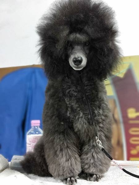 棉花狗兒 Lemon (Sliver Toy Poodle)