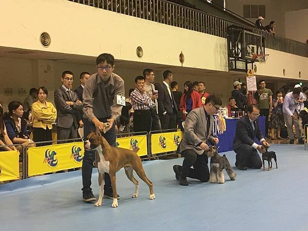 2018.12.2 KCT 南區聯合會犬展 (嘉義)