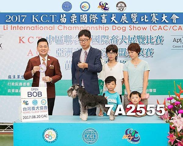 2017.8.20 KCT犬展 (苗栗)  雪納瑞 阿喜
