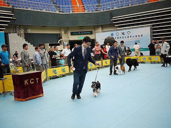 2017.8.20 KCT犬展 (苗栗)  雪納瑞 阿喜