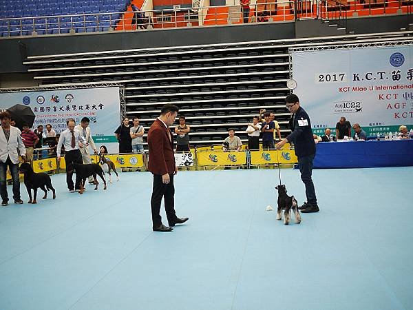 2017.8.20 KCT犬展 (苗栗)  雪納瑞 阿喜