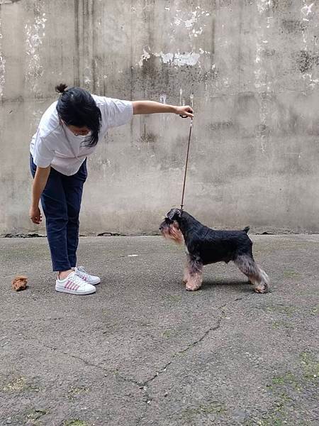 【活動預告】2025手牽寵來健走 &amp; KCT犬展 in 黃金