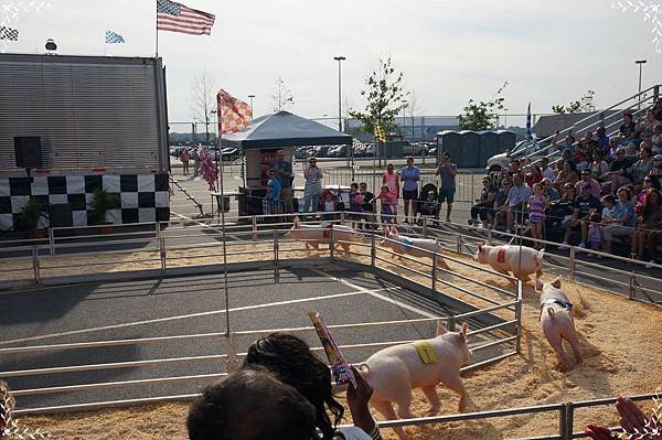 13.pig racing.jpg