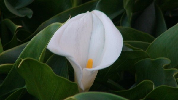 DSC00310.JPG