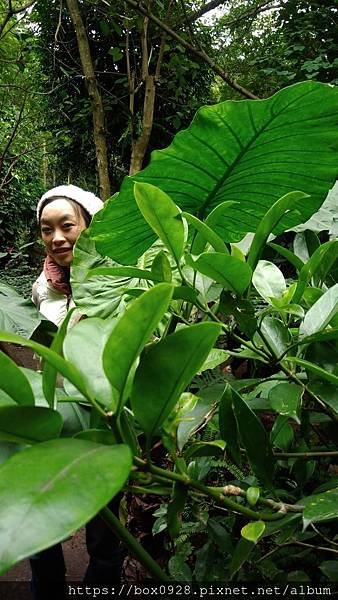 廈門植物園5.jpg