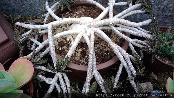 廈門植物園22.jpg