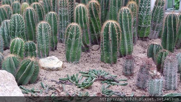 廈門植物園31.jpg