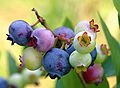 120px-PattsBlueberries.jpg