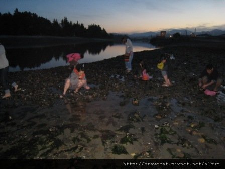 IMG_2500 Motueka Beach-大家很認真的撿Mussel.外面超市買可是很貴的呢.JPG