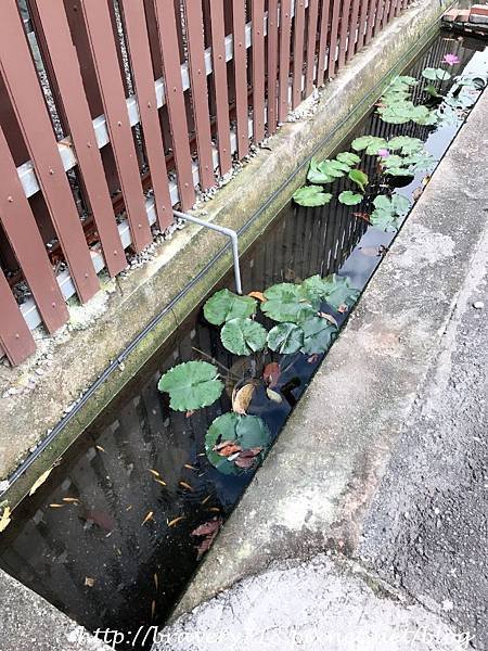 201788玉米三巷、月月海鮮塔_170812_0011.jpg