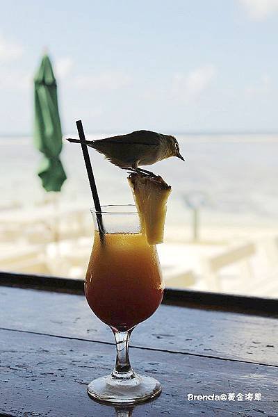 Lady Elliot Island