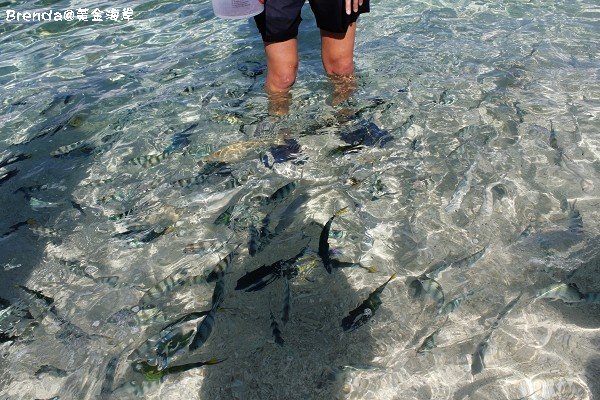 Lady Elliot Island