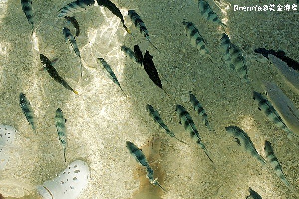 Lady Elliot Island