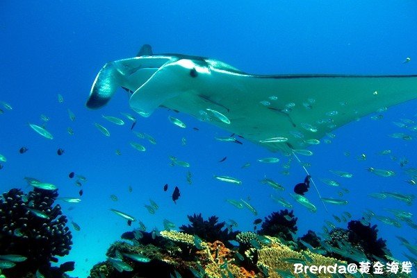 Lady Elliot Island