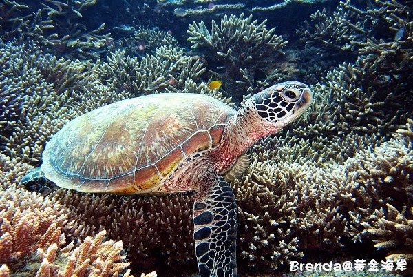 Lady Elliot Island