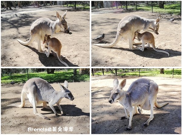 Currumbin Wildlife Sanctuary