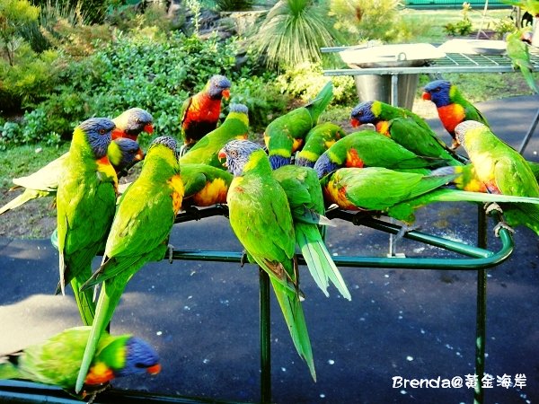 Currumbin Wildlife Sanctuary