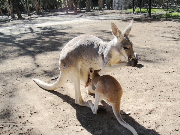 Currumbin Wildlife Sanctuary