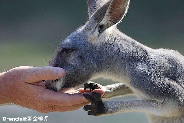 Currmubin Wildlife Sanctuary