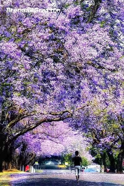 Jacaranda.jpg