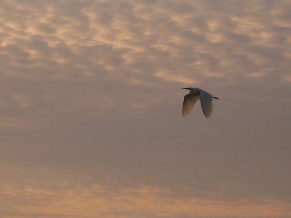IMG_0496.JPG