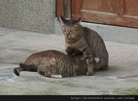 cat
