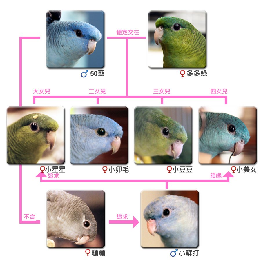 50藍家族關係圖