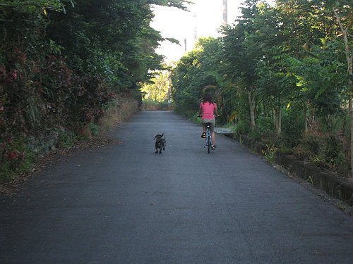池上鄉大波池自行車道1.jpg