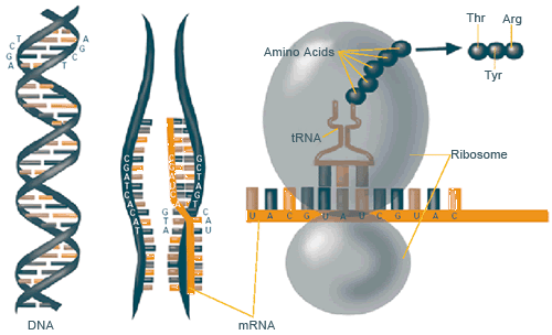 Protein_synthesis_gov.gif