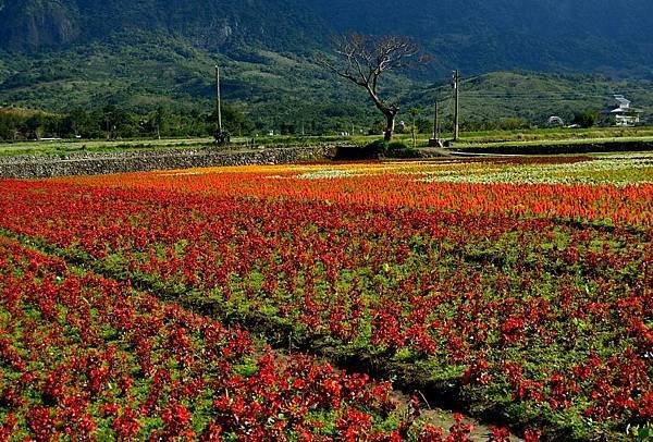 205 花東小四橫