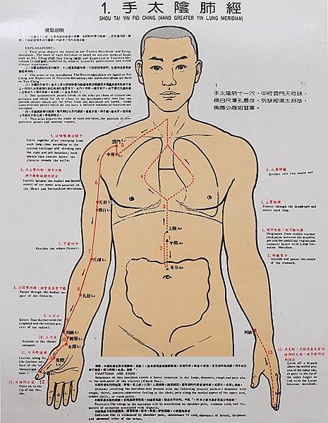 手太陰肺經循行圖