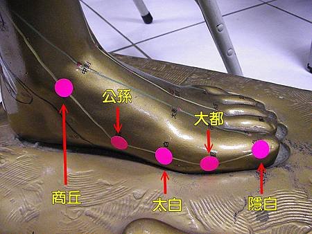 足太陰脾經1
