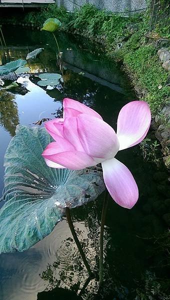 夏浪