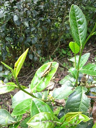 IMG_0905