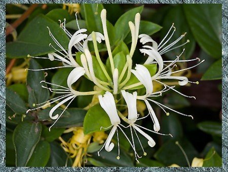 金銀花-原植物